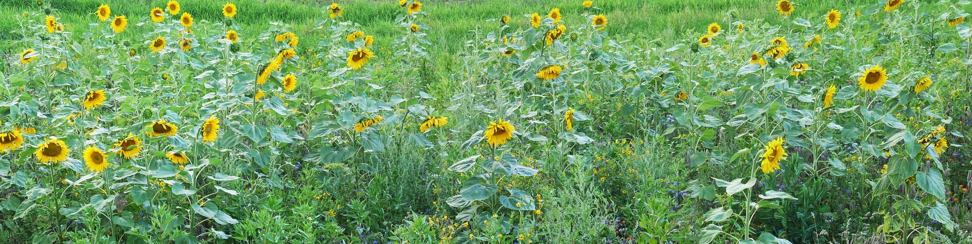 31+ Gartenanlage Leipzig Lindenthal West E.v, Versteht seine homepage